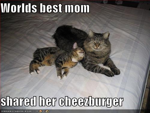 happy mother day mom. funny pictures happy kitten