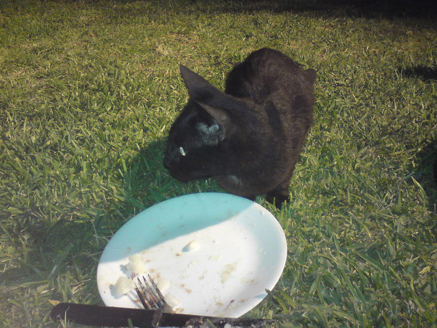 more japan black cat 1
